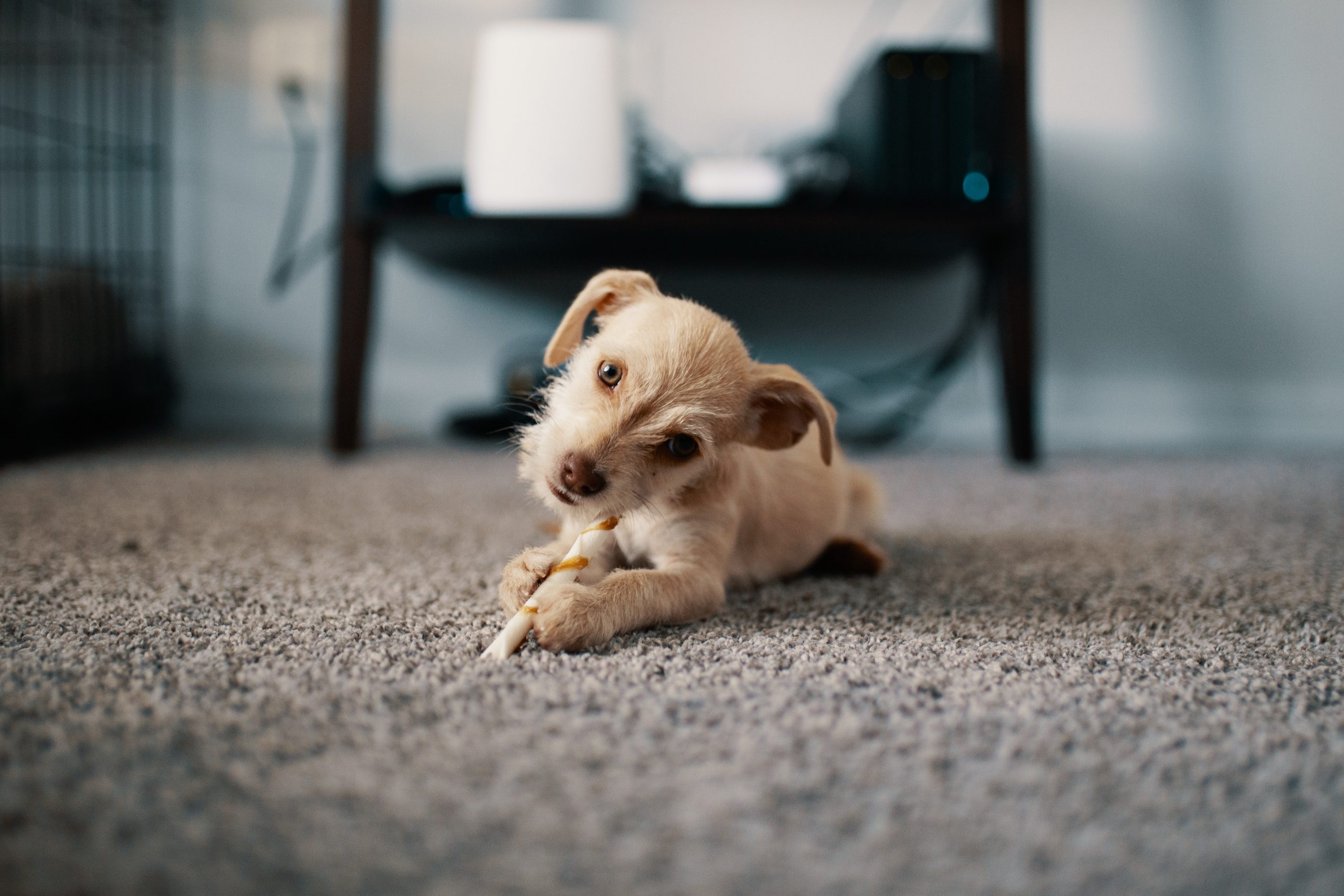 image of puppy on carpet tiles to illustrate carpet tiles for basements