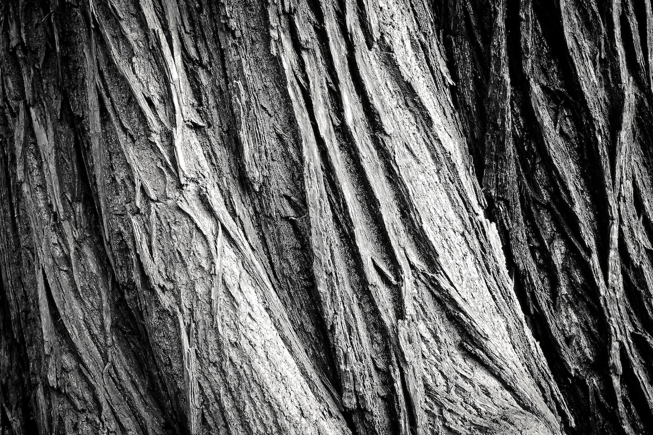 bark-on-large-oak-tree